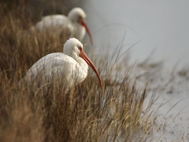 White Ibises